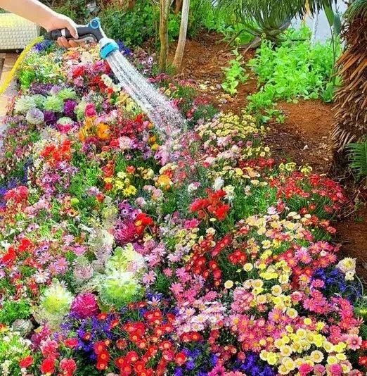Buy Varieties of Flower Seeds (Pack of 100) And Get Plant Growth Supplement Free - Must Have Goods